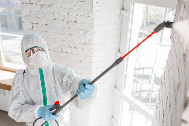 Trusted Kingsland, GA Mold Removal Experts
