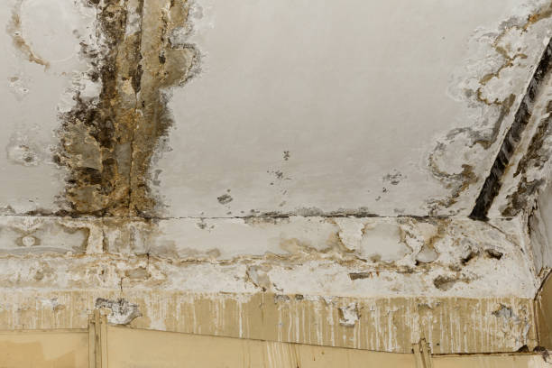 Biohazard Mold Removal in Kingsland, GA